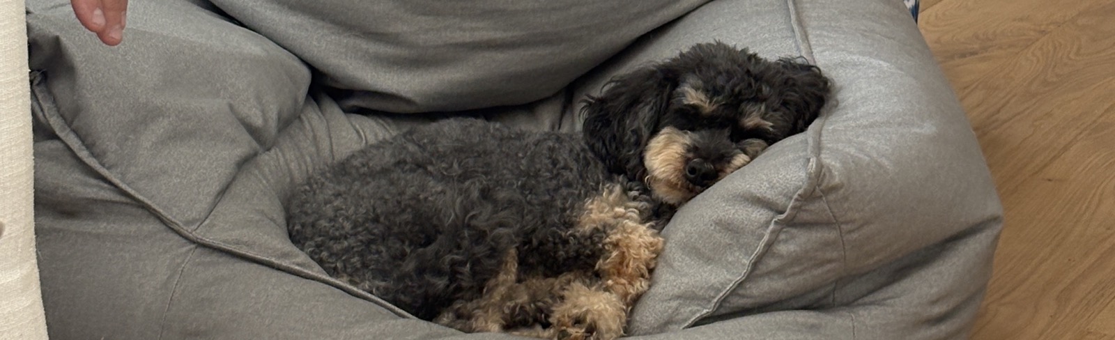 Small black and tan dog resting on a gray beanbag